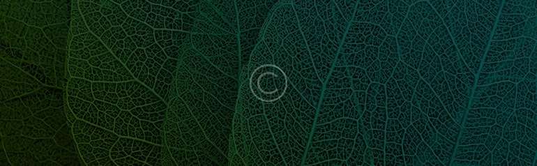 The Meaning of Words and Actions